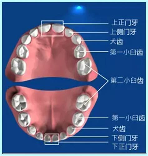 門牙作用|您知道人類牙齒的所有名稱嗎？ 